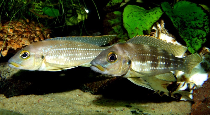 Neolamprologus tetracanthus 'Kipili'